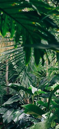 Plant-filled studio interior
