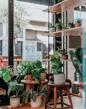 Succulent plants