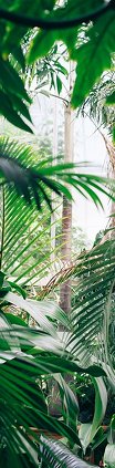 Tropical garden